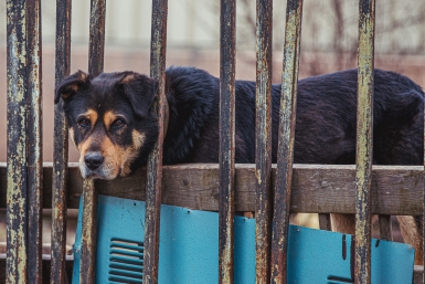 Бультерьер покусал мужчину и напал на полицейских в Сочи