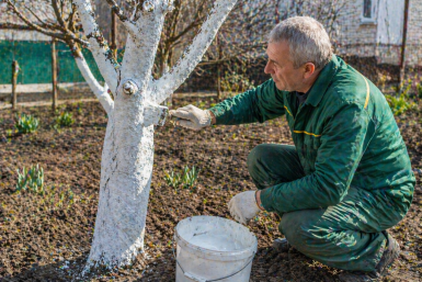 Все яблони и сливы - в "белый мундир": крашу деревья в мае, и летом ни тли, ни муравьев