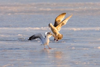 На побережье Ейского района Кубани нашли десятки мертвых птиц, рыб и дельфина