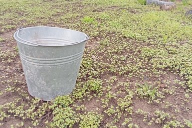 Всего 1 ведро — и земля прогревается на 2 недели раньше: дедовский способ разбудить почву