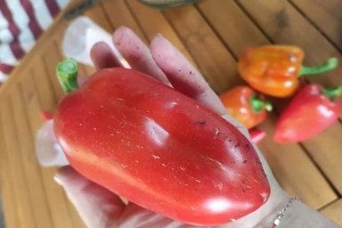 Делаю немецкие "ленивые" грядки — и урожай перцев в 2 раза больше: без тяпки, лейки и сорняков