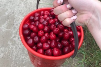 Вношу весной 20 г под куст - и вишню собираю вёдрами: ягоды крупные и сладкие