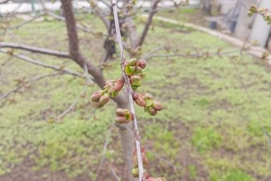 Муравьи и тля пропали без вести – собираю здоровый урожай: способ, который реально работает, а не просто пугает