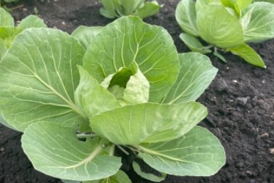 1 коробок спичек — и капуста растёт целая, а вредители ищут обед в другом месте