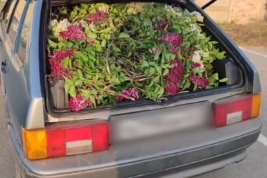 Приезжие украли в  кубанской станице 1,3 тысячи веток сирени для свадьбы