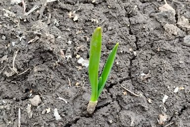 После 1 мая чесноку – обязательно: замачиваем 500 г – и головки не поместятся в ладонь