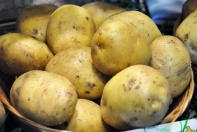 Собираю до 30 клубней с куста: садовод-профессионал рассказала, какие сорта дают максимальный урожай