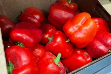 Высеваю сладкий перец только так — и рассада как дубы: собираю с куста 1,2 кг крупных плодов