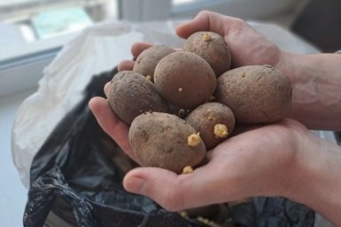 С 10 мая перед посадкой - обязательно: 3 пшика на картошку, и вместо бугристых коряг гладкие клубни. Парша не подступится