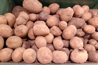 Пшикаю на картошку перед посадкой — и парши нет, урожай чистый: 5 рецептов, которые реально работают