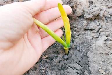 От луковой мухи – самое эффективное: заливаю водой 1 компонент – забываю про вредителя на все лето