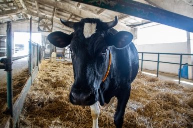 На Кубани клонированная корова Звездочка дала первое потомство