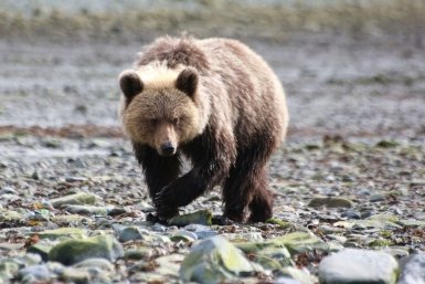 Голодные медведи атакуют поселки Сочи вдвое чаще Игорь Чёрный