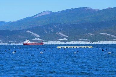 Кубань дает 9% рыбы в России, выполняя поручение Путина — Бурлачко