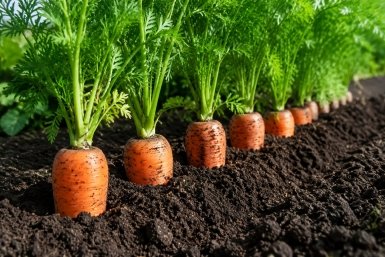 2 ложки белого порошка на грядку – морковь ровная и слаще меда: агроном Давыдова раскрыла 3 схемы ухода в июне