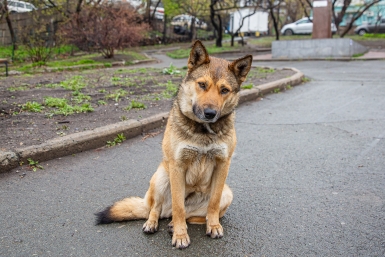 Собака, бездомные животные Мария Смитюк, ИА PrimaMedia