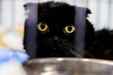 На Кубани каждый третий отель готов принять гостей с домашними питомцами