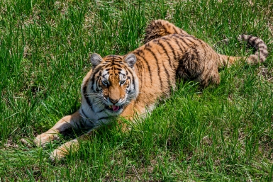 Амурский тигр Мария Смитюк, ИА PrimaMedia
