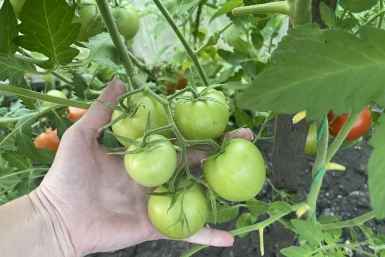 Худшие сорта томатов — даже не тратьте на них время: на вкус никакие — собираю урожай и плачу