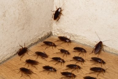 Вонючим дихлофосом больше не травлюсь: просто смешиваю два дешевых средства - стасики жалеют, что появились на свет