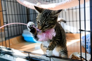 центр УМКА, защитники животных, кот, кошка Евгений  Кулешов, ИА PrimaMedia