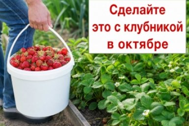До первых заморозков — обязательно: этот рецепт для клубники дачники передают из рук в руки