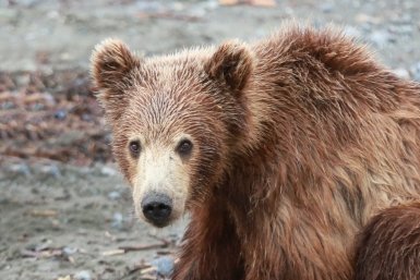 На курорт "Роза Хутор" в Сочи забрёл медведь и устроил фотосессию для туристов