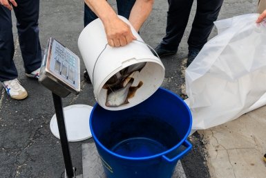 Шесть ядовитых фугу за день выловила женщина в Приморье