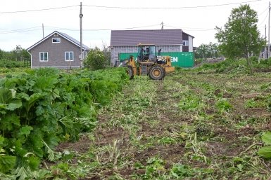 Дачников могут лишить земли за заросший сорняками участок