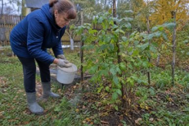 Бросьте 1 ложку под кусты прямо сейчас — малина перенесет самые суровые морозы и не вымерзнет