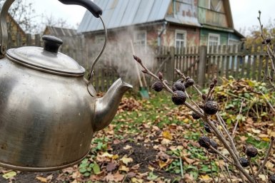 Никогда не делайте так со смородиной осенью: 1 популярный "бабушкин" способ, который убивает куст