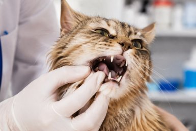 Резкий запах изо рта у кошки Сгенерировано ИИ