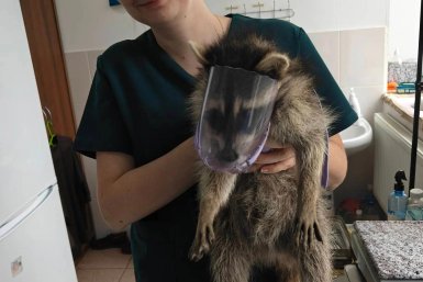 Новость дня