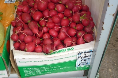 Тепличный редис из Белореченска стоит 50-60 рублей за кг Ирина Чувасова, KrasnodarMedia