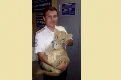 Обнаружили львенка при проверке документов у владельца &quotсемерки&quot кубанские автоинспекторы Пресс-служба ГУ МВД России по Краснодарскому краю