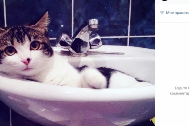 Интернет-пользователи не прошли мимо Всемирного дня кошек интернет-сообщество &quotLIVE Биробиджан&quot в соцсети &quotВКонтакте&quot