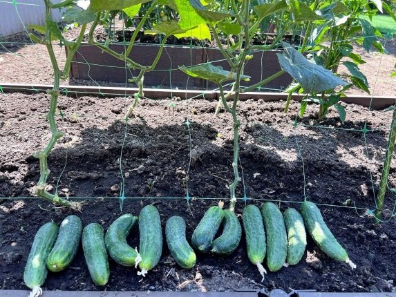 Эти огурцы точно не подведут: дачники назвали 3 крутых сорта — самые вкусные и хрустящие