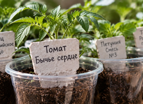 Собираю по соседям лотки для яиц: сотни бесплатных мелочей, которые всегда под рукой — и ни копейки трат
