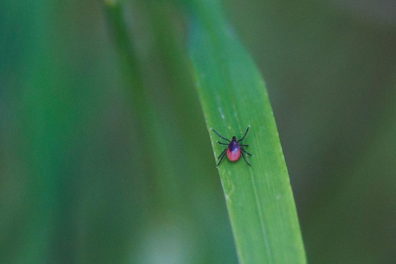 На Кубани &quotсвирепствуют&quot клещи – за год количество укушенных выросло в разы Александр Хитров