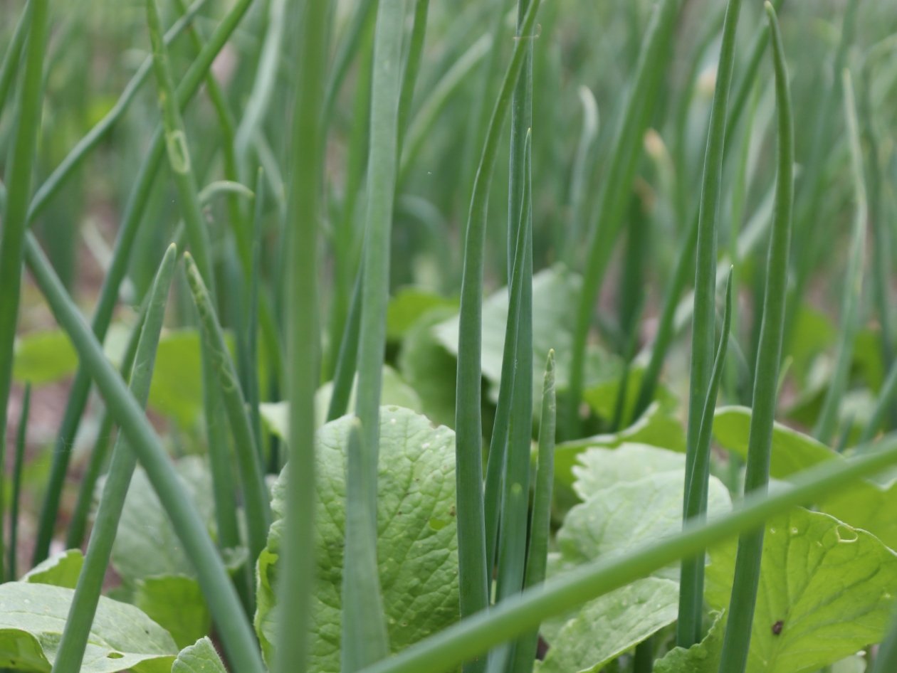Время ещё есть: как вырастить зеленый лук к Новому году - 3 рабочих способа Анна Маринец, ИА UssurMedia.ru