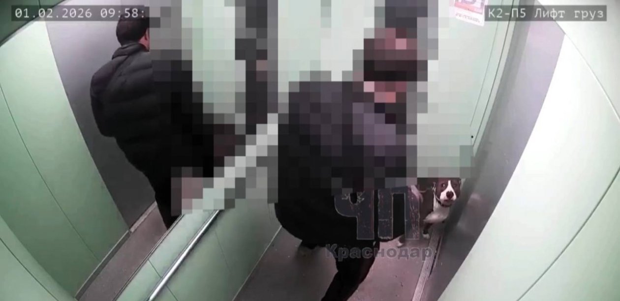Полиция ищет мужчину, жестоко избившему собаку в лифте Краснодара t.me/chp_krd