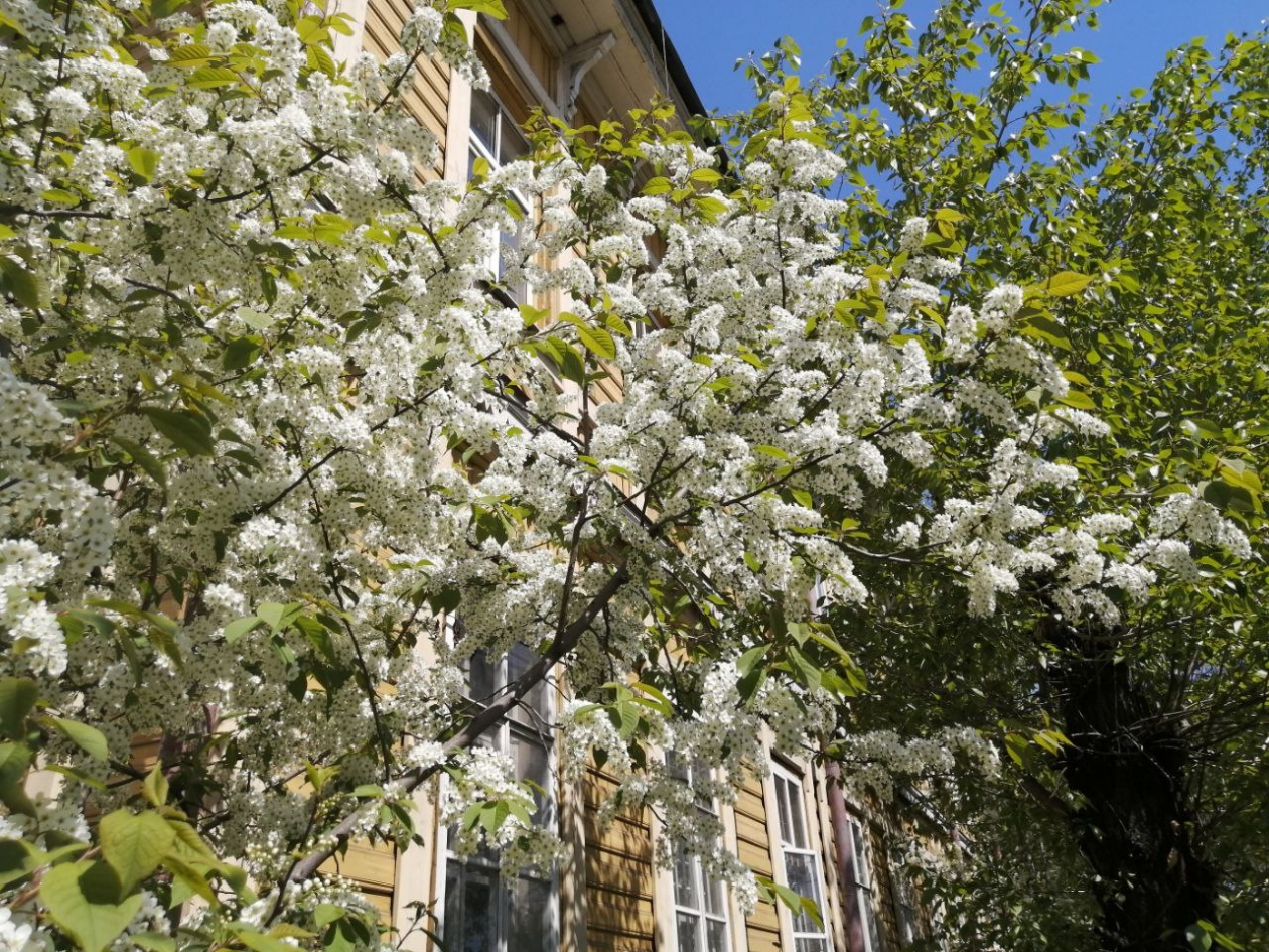 Виды Читы Абрамченко Анета