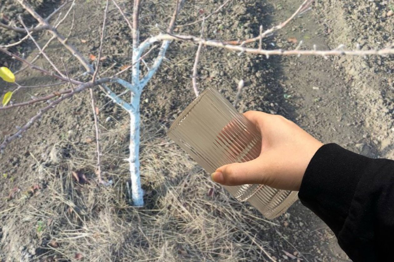 1 стакан на весь сад - и яблоки растут крупнее дыни: слаще карамели - без кислоты ИА KrasnodarMedia