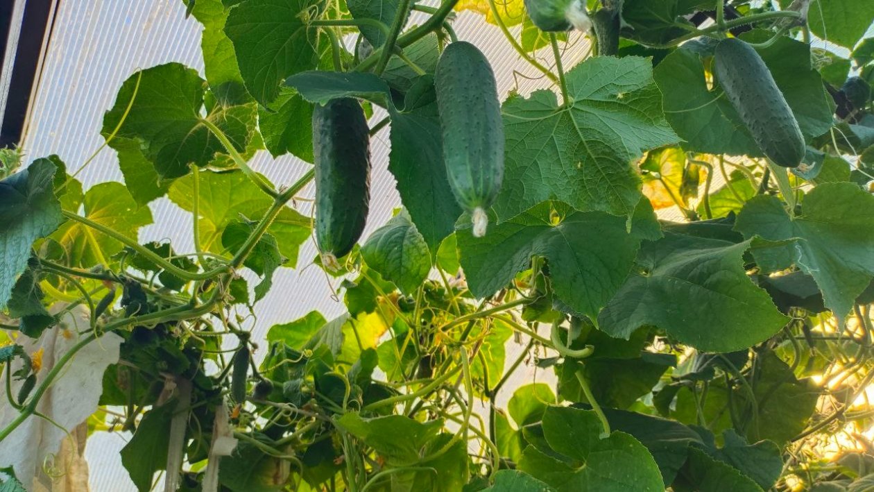 Огурцы Автора