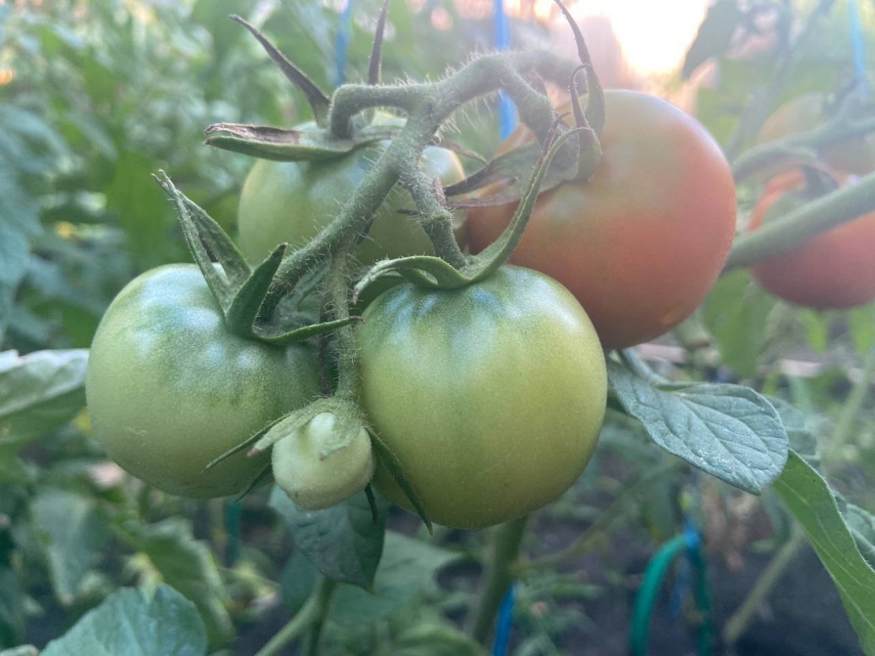 1 подкормка в марте - и летом томаты завалят урожаем: крупные, сладкие, мясистые ИА KrasnodarMedia