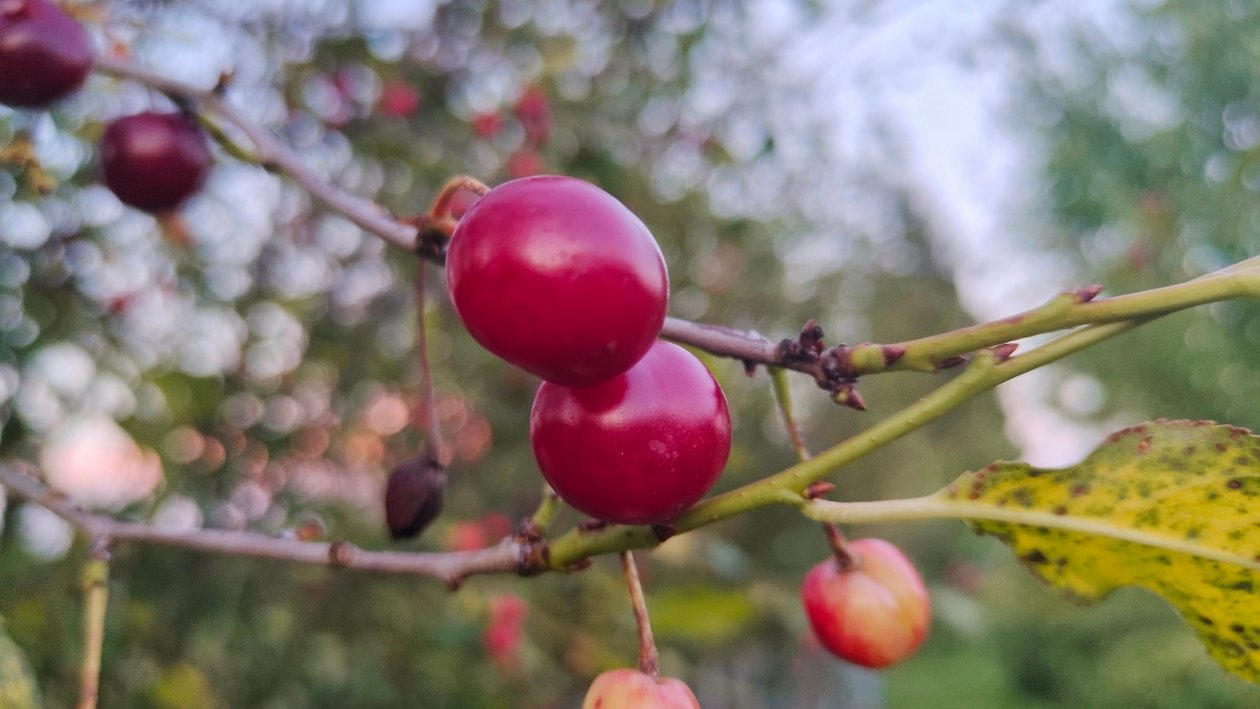 Вишня Автора