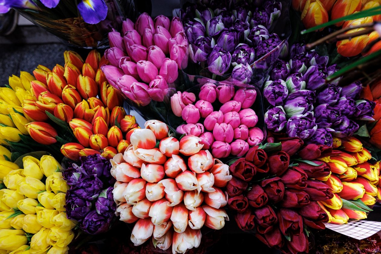 Названы адреса 66 дополнительных цветочных точек в Краснодаре к 8 марта Евгений  Кулешов