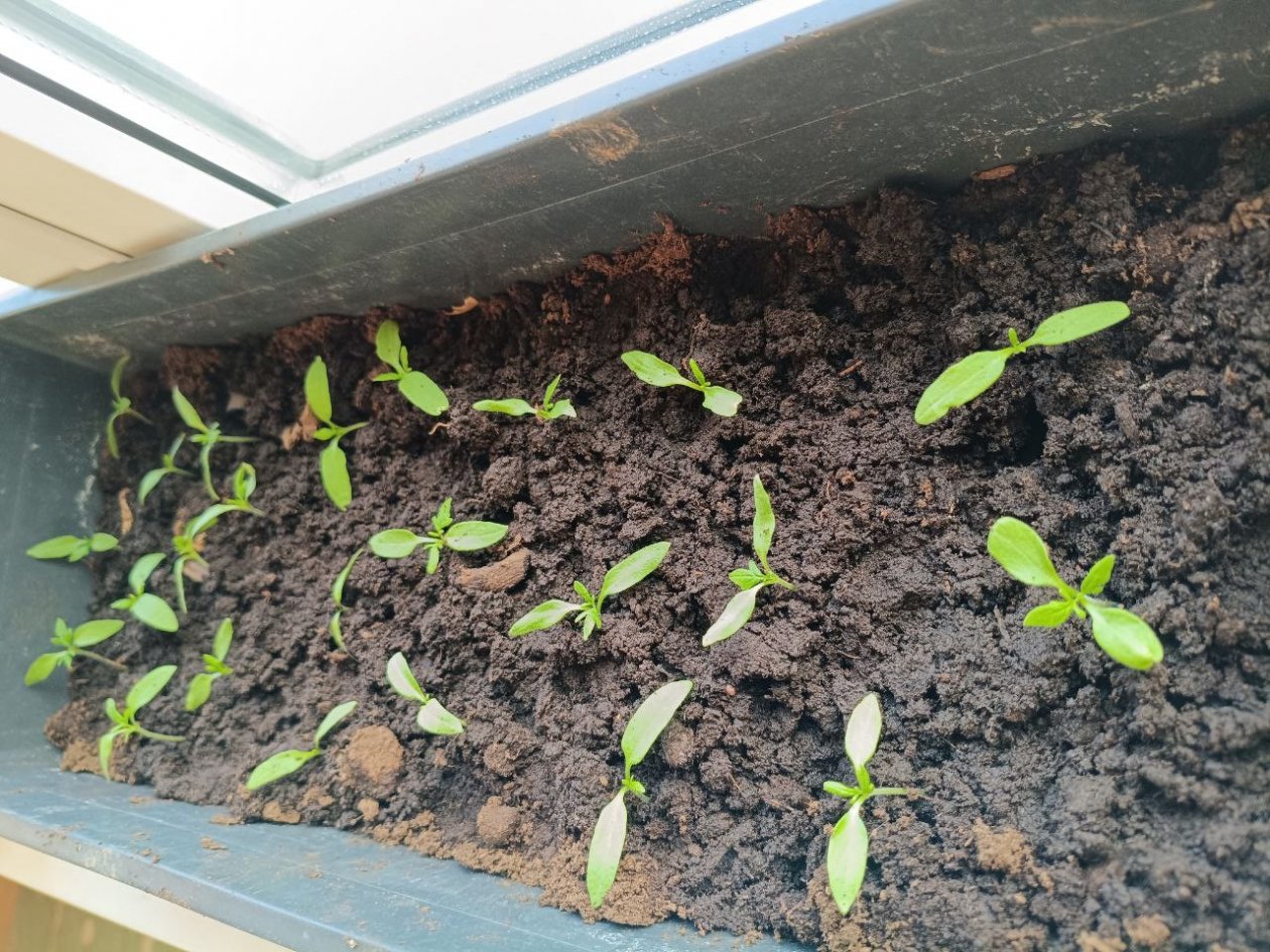 100 мл и 3 капли в воду для полива — стебли будут с палец толщиной, для перцев и томата идеально ИА KrasnodarMedia