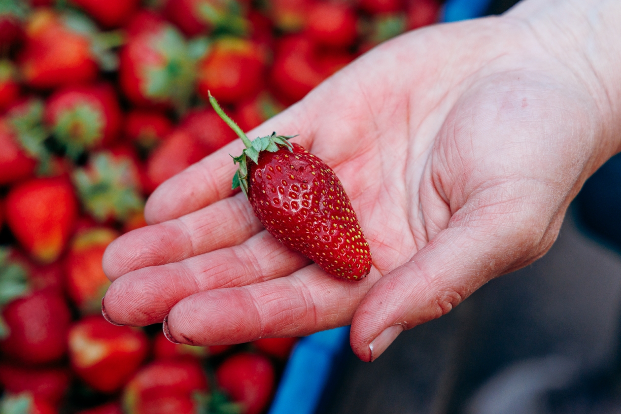 В марте клубника только этого и ждет: 10 г под куст - и урожая в 3 раза больше, ягоды крупные и сладкие Евгений  Кулешов, ИА PrimaMedia