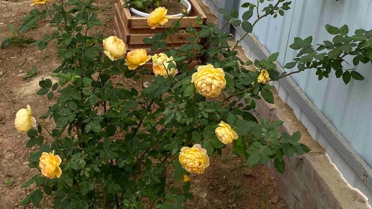 Пускают корни на глазах: через нижний срез черенкуем розы весной - приживется в любой земле ИА KrasnodarMedia